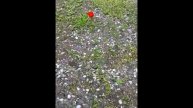 Роза, мимоза, мак, василек, кашка, ромашка, аленький цветок.
