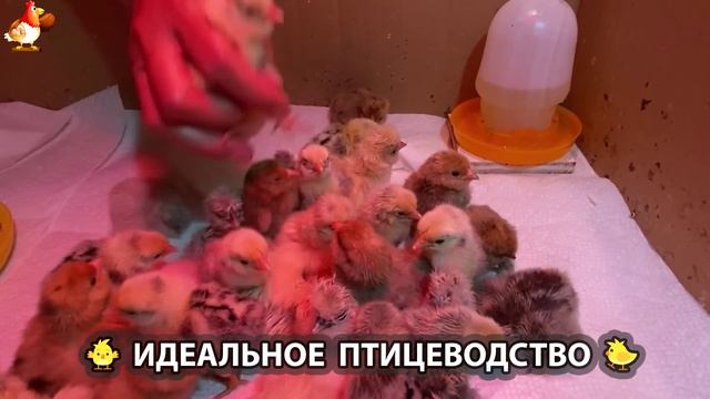 Идеальное птицеводство достойно восхищения 🐓🦆🦢🦚🦃🐔 эпизод (172)