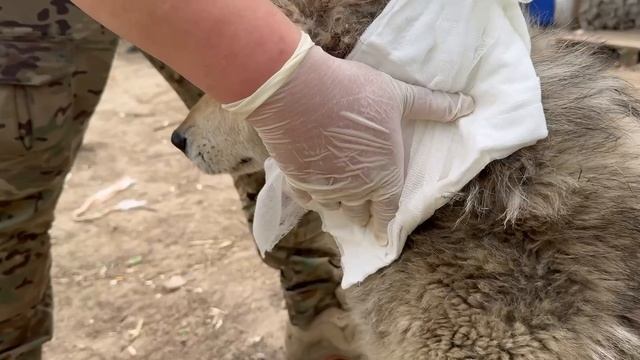 ⚡️Собачье счастье не только в том, что тебя любят. Оно в том, что без тебя не могут обойтись !!!