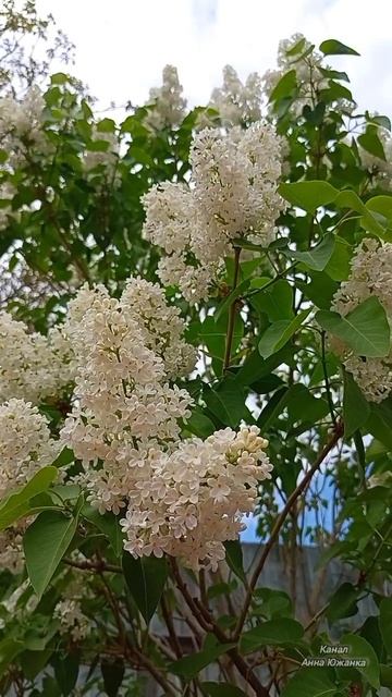 Сиреневое настроение в моем саду.
