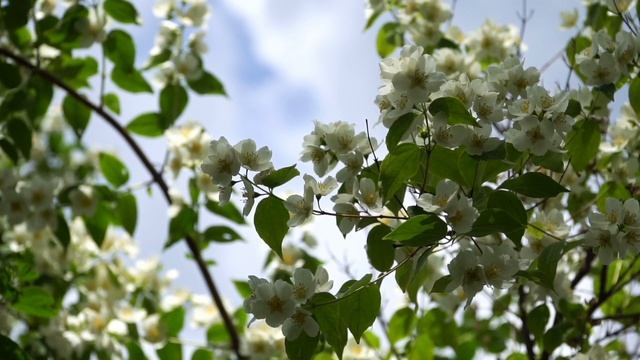 Музыка для расслабления и медитации.музыка для йоги
