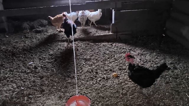 курицы снесли первое яйцо. Дела тепличные