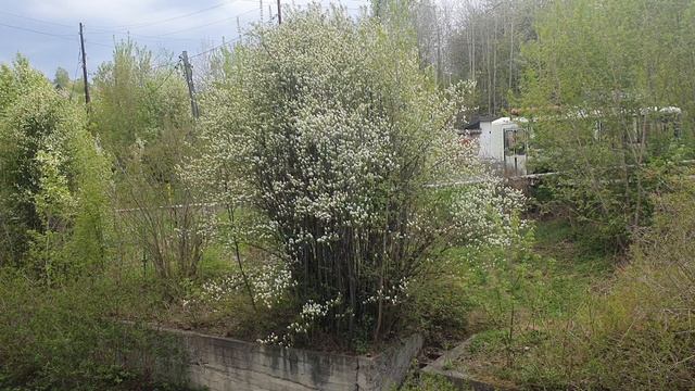 Мой сад облачён в тишину...