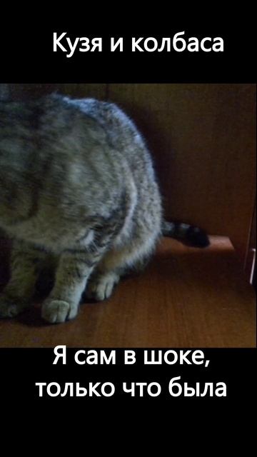 колбаса
