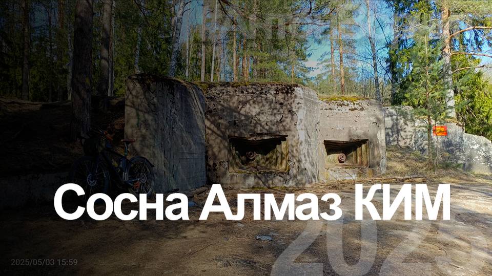 Сосна Алмаз КИМ