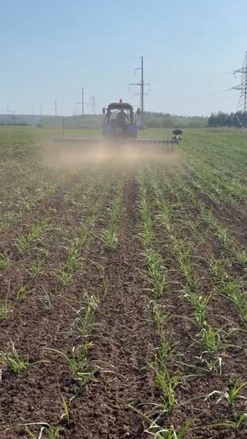 Обработка чесночных полей бороной-матыгой Чеснок 2025 май 2025