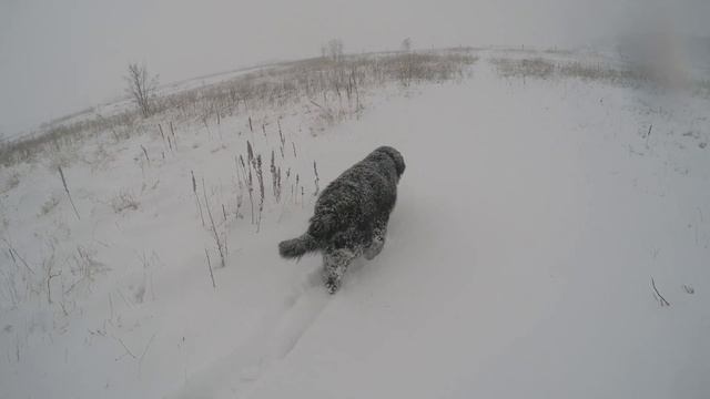 Мишка и снег 05.02.2014