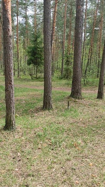 Весенний лес