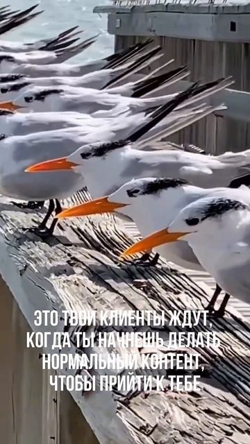 ПОДПИСЫВАЙСЯ НА КАНАЛ➡️@content_smm
⠀
