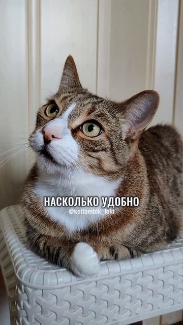 Моя миссия😹