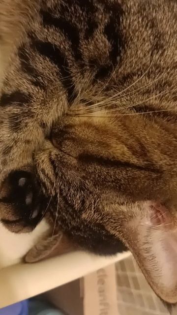 котэ