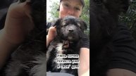 Очень красивые щенки_2 девчонки
