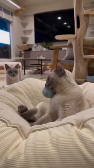#котики#рек подписка лайки