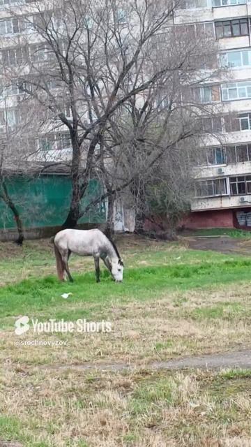 Лошадь потерялась на остановке Большой в Хабаровске | 04.05.2025
