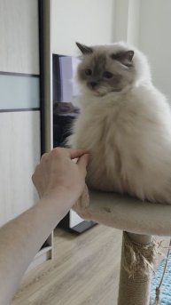 Котик