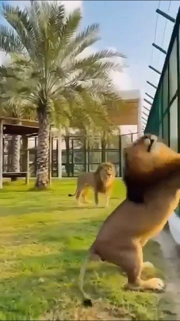 Львы играют с мячом 🥎💖🦁