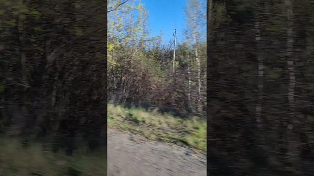 Дорога домой 🌲🌳🌱