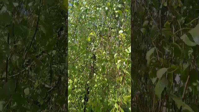 Полюбуйтксь весною))
