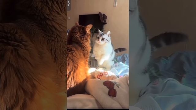 подборка видео с котиками