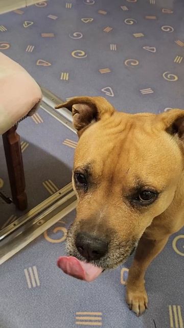 Боня и любовь к арбузу