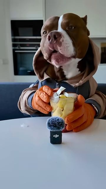 FunnyAnimal