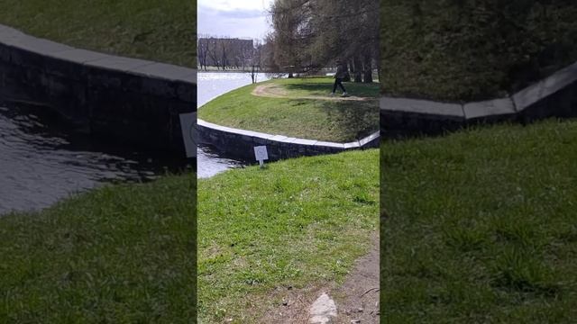 Запасливый и дрессированный ворон.