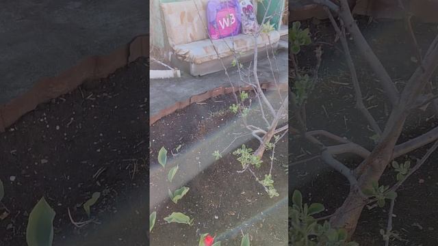Дачная атмосфера ☺️👍🌷
