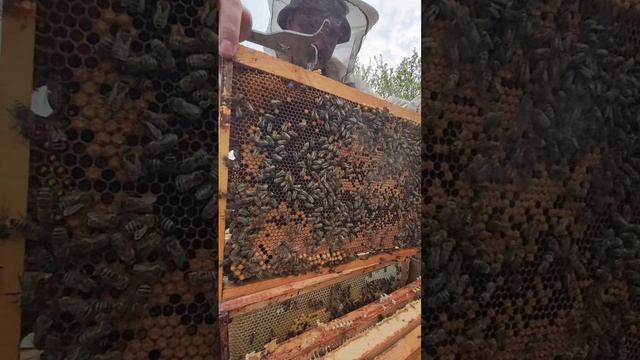 Продолжаем загружать пчёл работой.