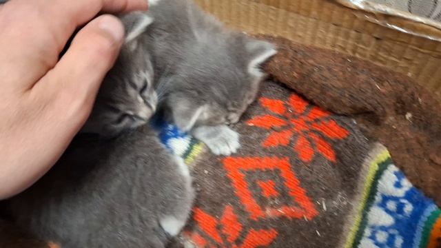 котята 2