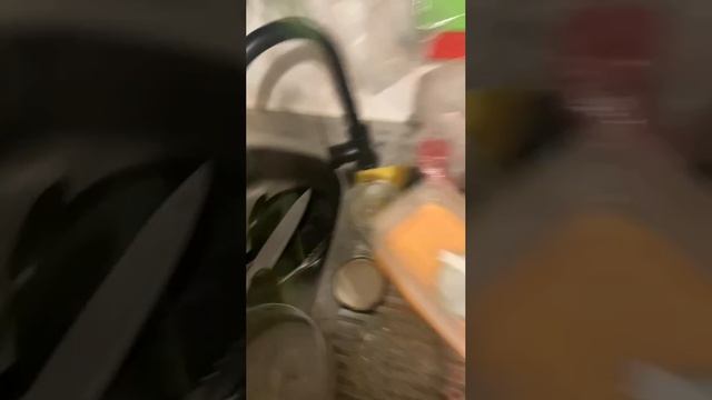 Кот Федот любитель пырея)