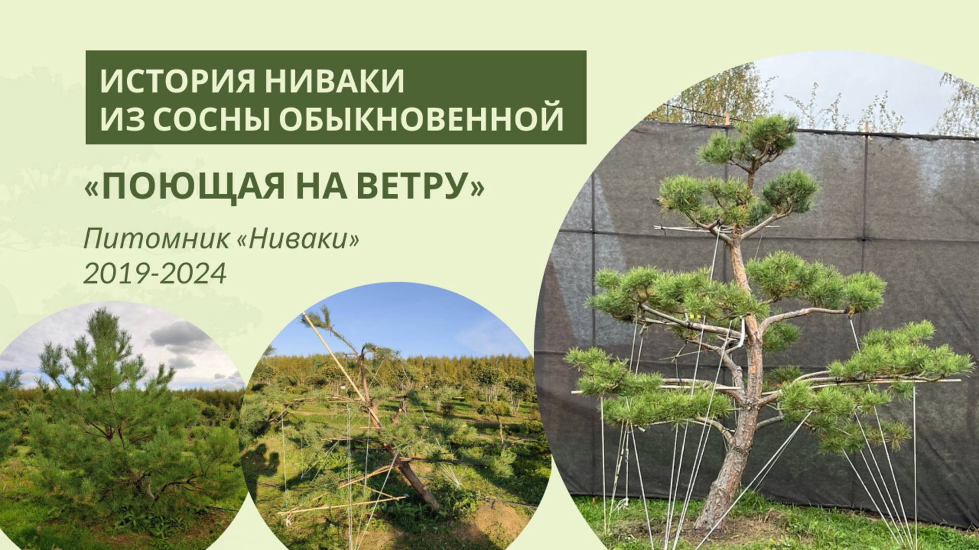Сосна «Поющая на ветру»