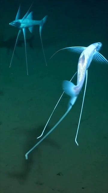Bathypterois grallator — глубоководная донная рыба семейства Ipnopidae, обитающая в более низких шир