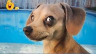 Подборка самых смешных видео с животными 😹🐶 Подборка самых смешных моментов с кошками и собаками