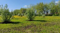 Гуляем по деревне, красота деревенской природы, все цветет, уютная и счастливая жизнь в деревне