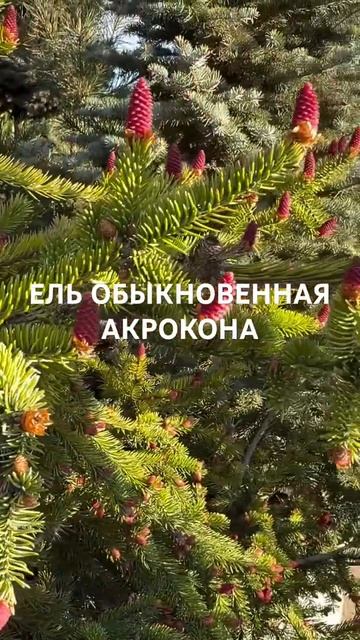 ЕЛЬ ОБЫКНОВЕННАЯ АКРОКОНА в большом ассортименте в садовом центре «АртСад» www.artsad63.ru