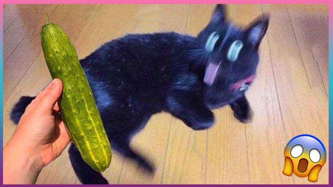 ПОПРОБУЙ НЕ ЗАСМЕЯТЬСЯ! / ПРИКОЛЫ С ЖИВОТНЫМИ ДО СЛЕЗ! / Funny Animals / Самые смешные животные #4
