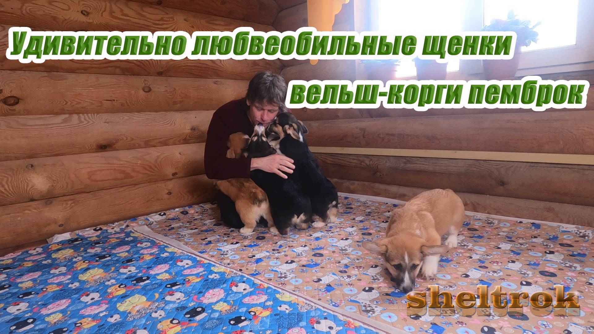 Удивительно любвеоби́льные щенки вельш-корги пемброк.