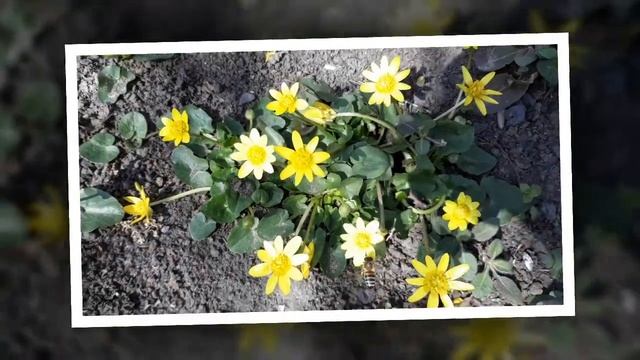 Весенних красок в настроение!