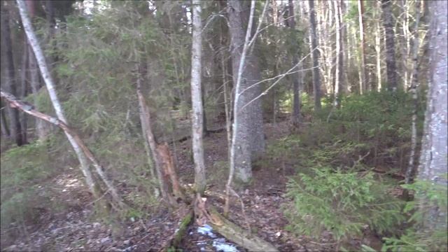 Нагонка русских гончих 3.05.2025г. Водоплавающий заяц)))