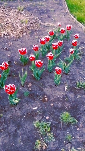Волшебство пионовидных тюльпанов в городе весной 🌷🌷🌷
#PeonyTulips #CityFlowers #SpringInTheCity