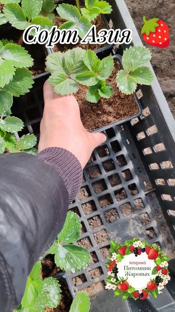 Сорт клубники Азия 🍓