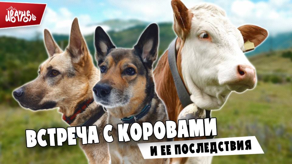Рагнар и Бума встречают коров