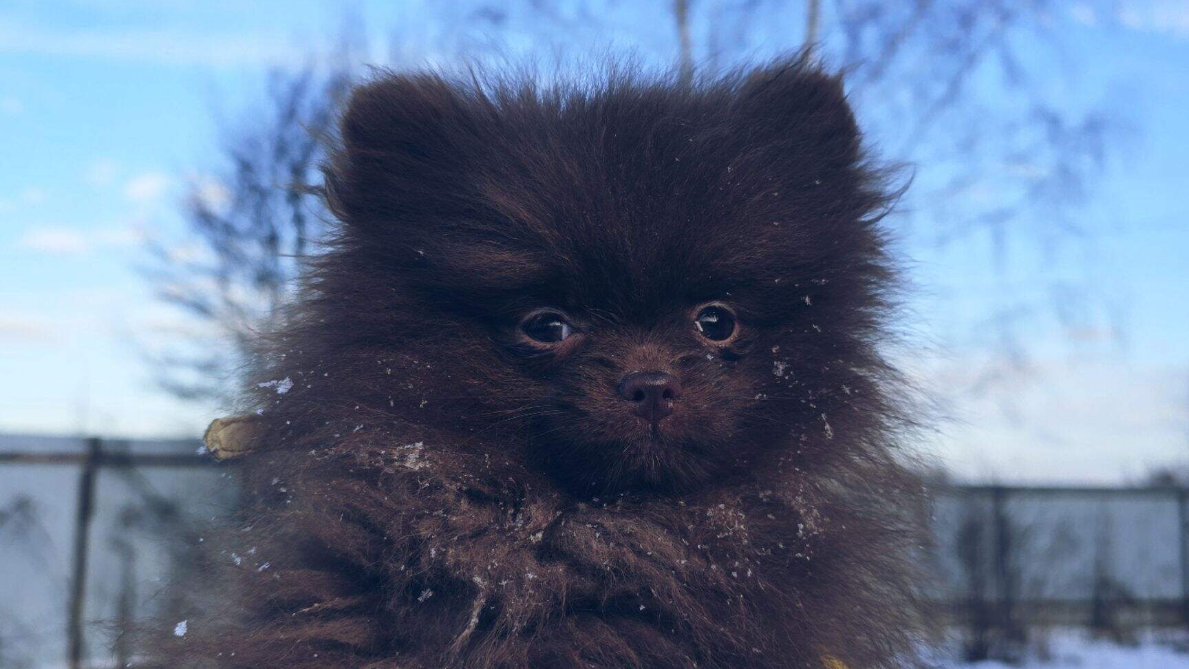 Щенок шпица в доме.