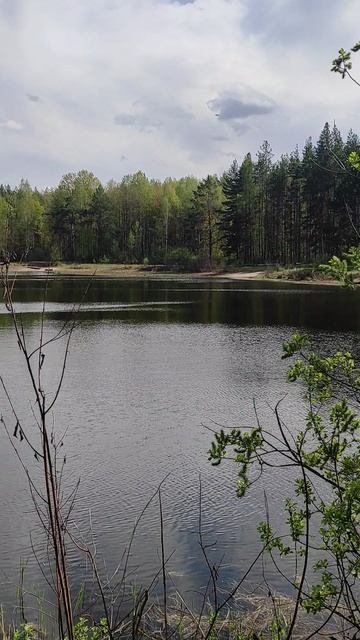 В лесу у озера