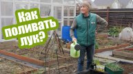 Вот от чего зависит ПОЛИВ ЛУКА! Сколько воды нужно луку на разных этапах