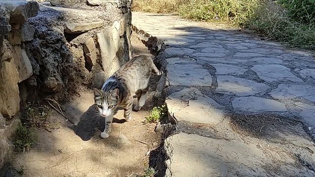 Коты Калеичи. Турция.