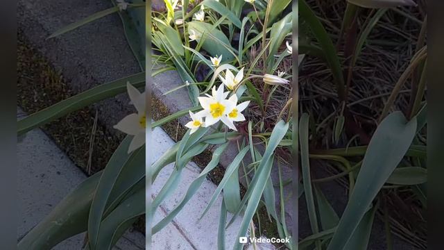 Радуют весной эти цветы🌼🌷🌱🌺