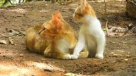 Еда для уличной кошки и её котят (5 мая 2025 года)