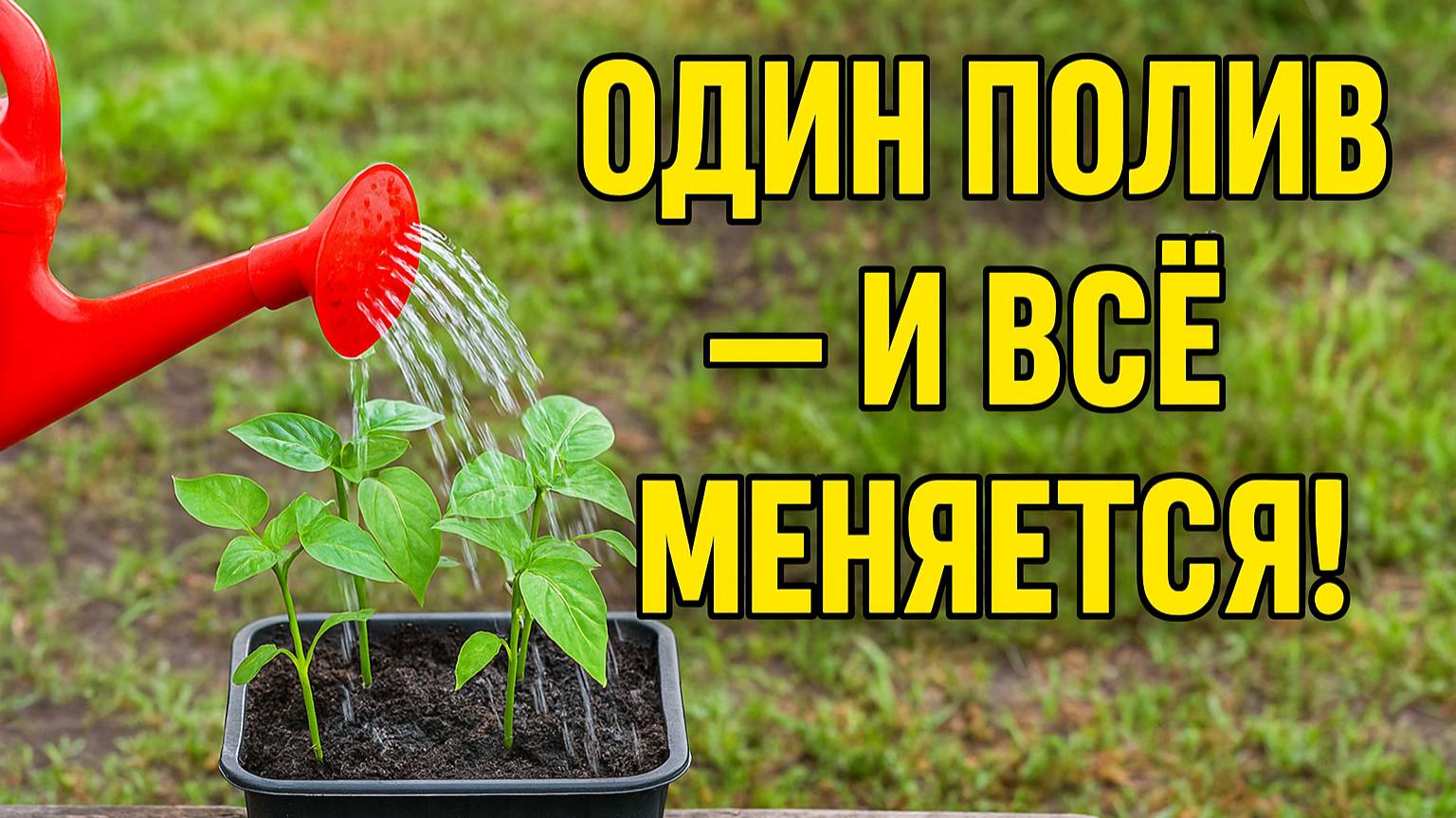 Проверено! Один полив — и рассада оживает