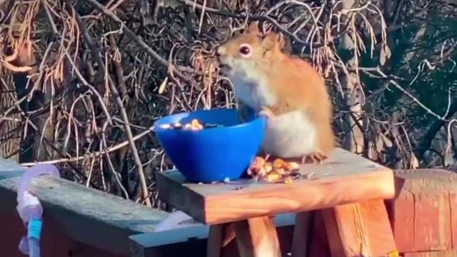 Белка "отъехала".mp4